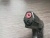 Охолощенный пистолет Baredda Z 88-O (Walther CP99), 9 РA